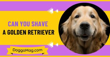 Can You Shave A Golden Retriever