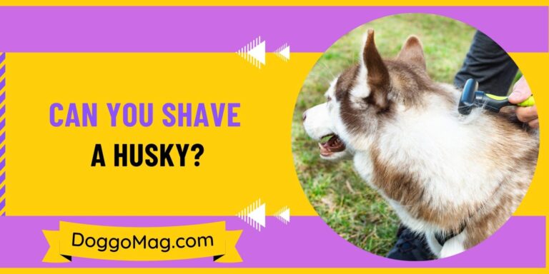 Can You Shave A Husky? 4 Solid Reasons Not To Do It