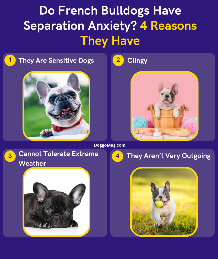 Do French Bulldogs Have Separation Anxiety 4 Reasons They Have - Infographic