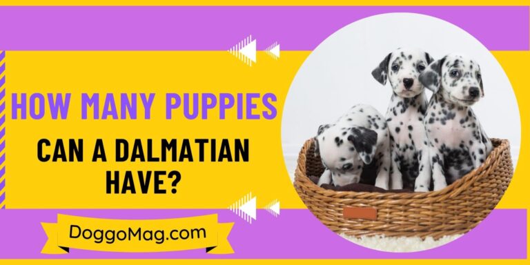 How Many Puppies Can A Dalmatian Have?
