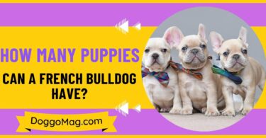 How Many Puppies Can A French Bulldog Have