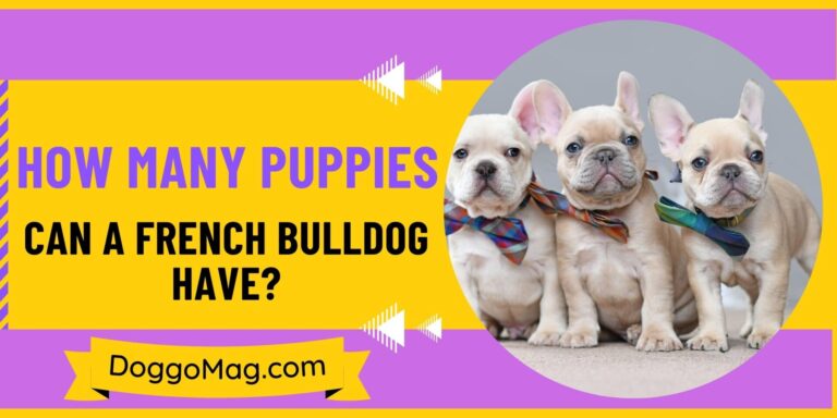How Many Puppies Can A French Bulldog Have? [6 Definitive Factors]