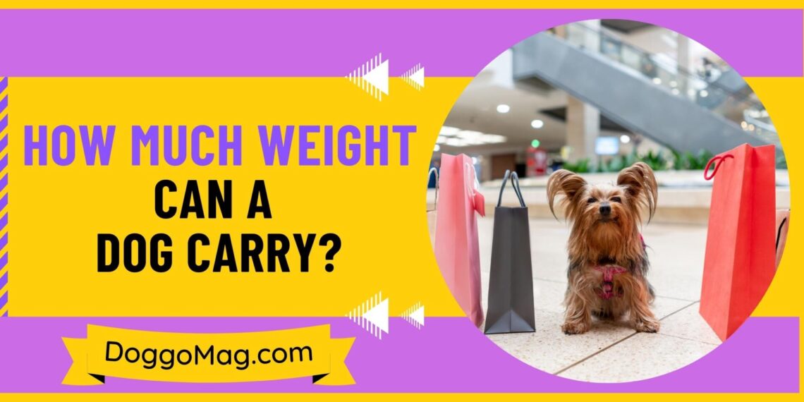 How Much Weight Can A Dog Carry 7 Exclusive Factors DoggoMag how-much-weight-can-a-dog-carry-7-exclusive-factors-doggomag