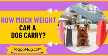 How Much Weight Can A Dog Carry
