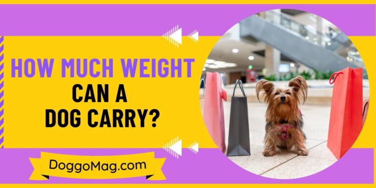 How Much Weight Can A Dog Carry? 7 Exclusive Factors