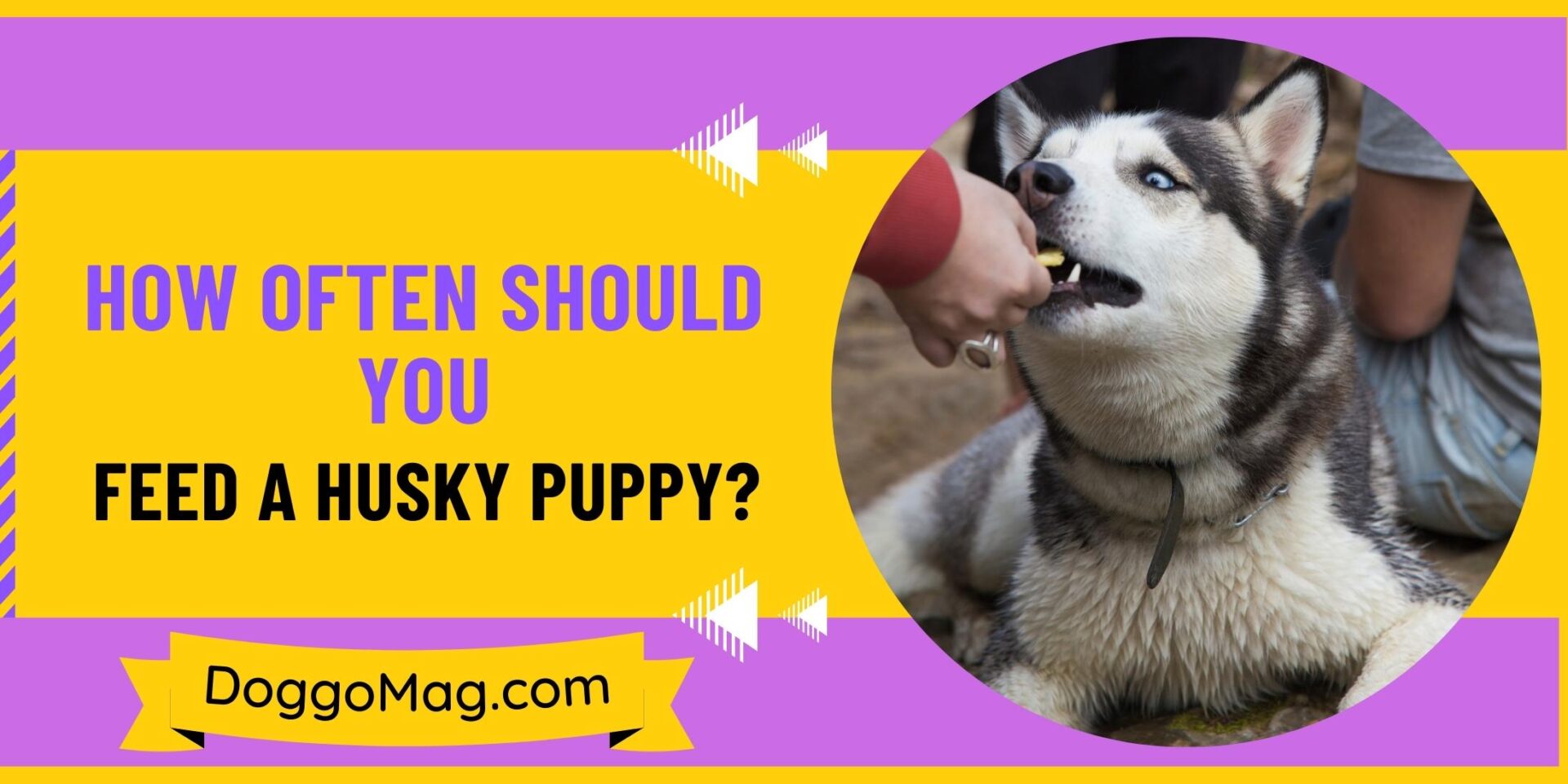 How Often Should You Feed a Husky Puppy
