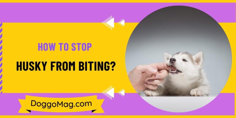 How To Stop Husky From Biting? 3 Reasons And 3 Remedies