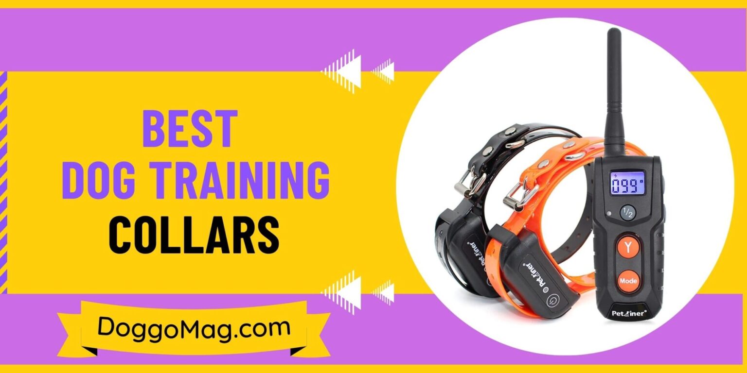 10 Best Dog Training Collars for 2023 DoggoMag