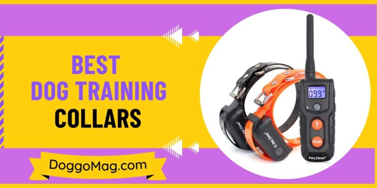 10 of the Best Dog Training Collars for 2024 – Vets Roundup