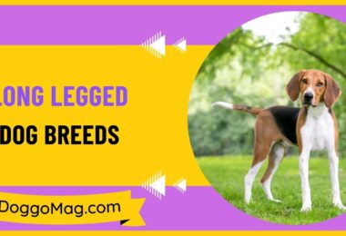 Long Legged Dog Breeds