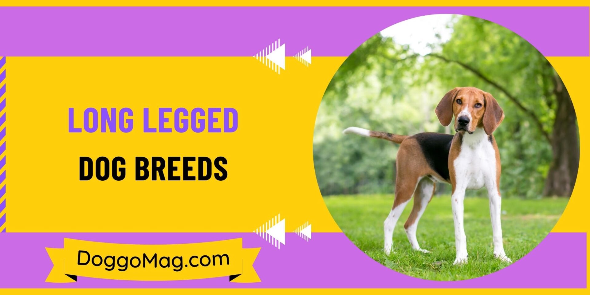 Long Legged Dog Breeds