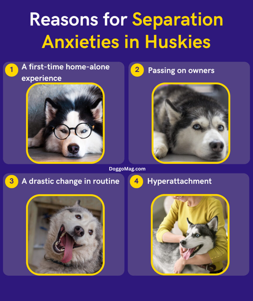 Reasons for Separation Anxieties in Huskies - Infographic