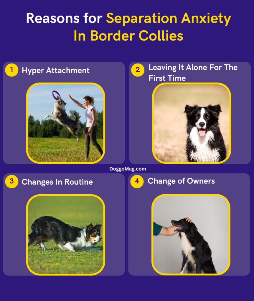 Reasons for Separation Anxiety In Border Collies - Infographic