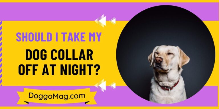 Should I Take My Dog Collar Off At Night? 6 Reasons