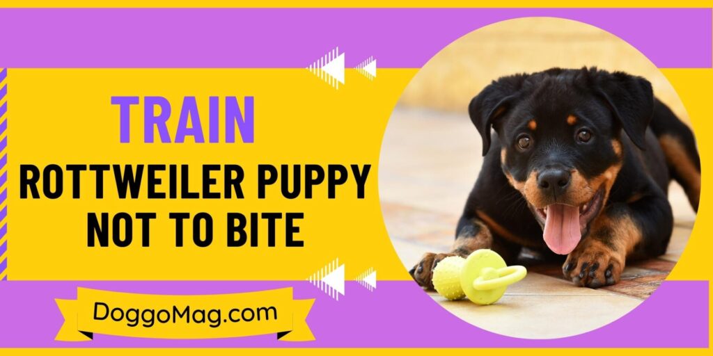 How To Train A Rottweiler Puppy Not To Bite? 12 Step Formula - DoggoMag