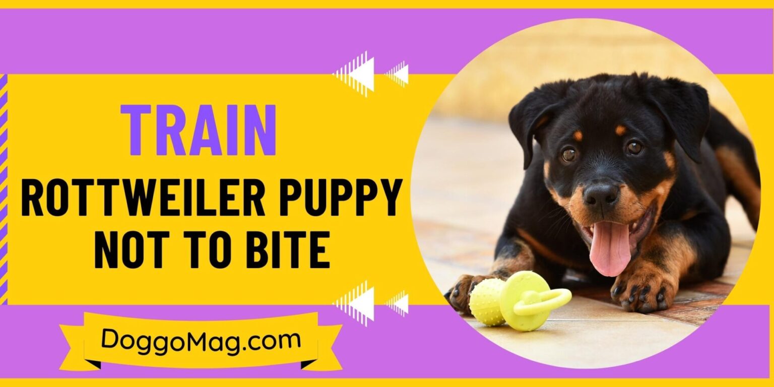 Why Is My Rottweiler Aggressive? Rottweiler Aggression Problems - DoggoMag