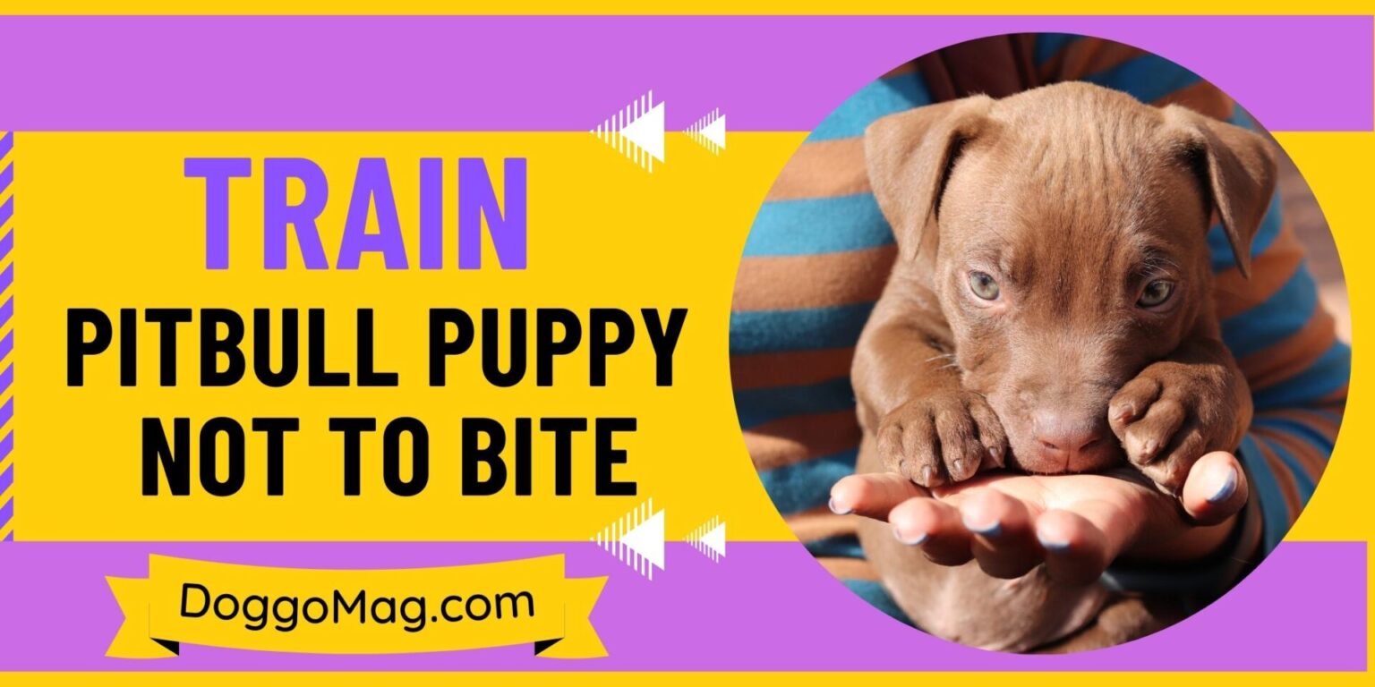 How To Train A Pitbull Puppy Not To Bite? 11 Steps DoggoMag
