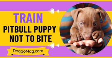 Training A Pitbull Puppy Not To Bite