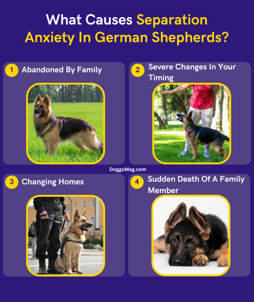 What Causes Separation Anxiety In German Shepherds - Infographic