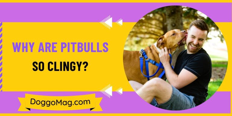 Why Are Pitbulls So Clingy? 6 Reasons And 4 Remedies