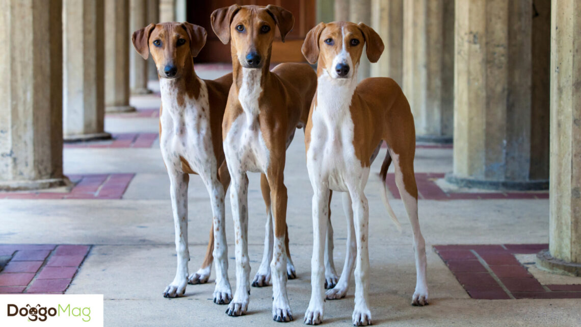 10 Astonishingly Long Legged Dog Breeds With Pictures DoggoMag