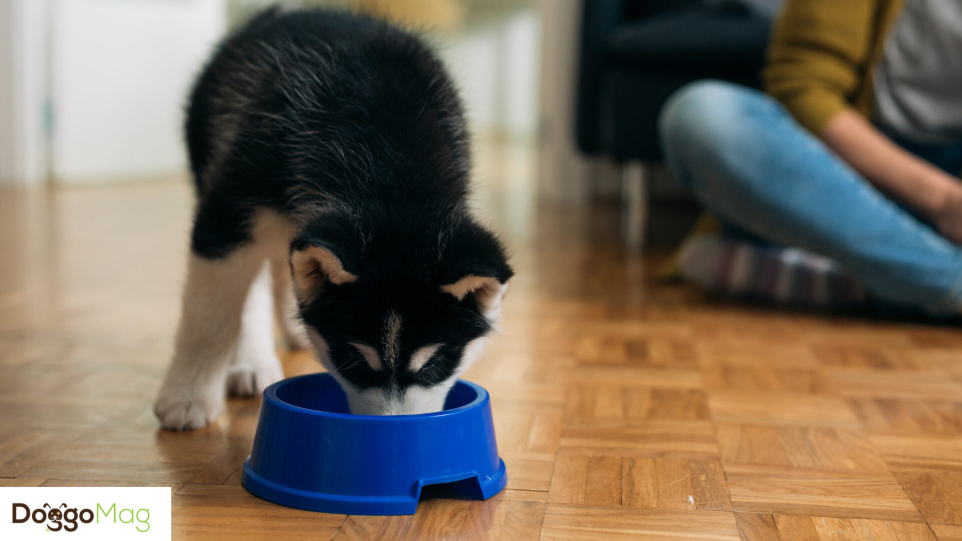 How Often Should You Feed a Husky Puppy? DoggoMag