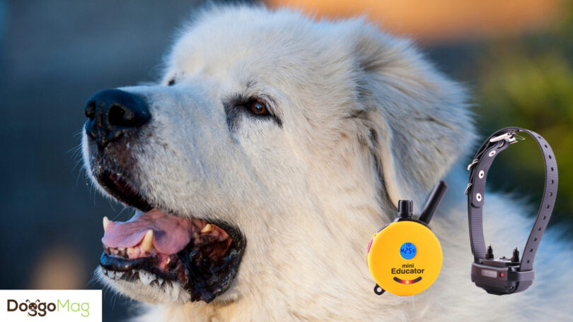 Give these shock collars a try with your Great Pyrenees For better ...