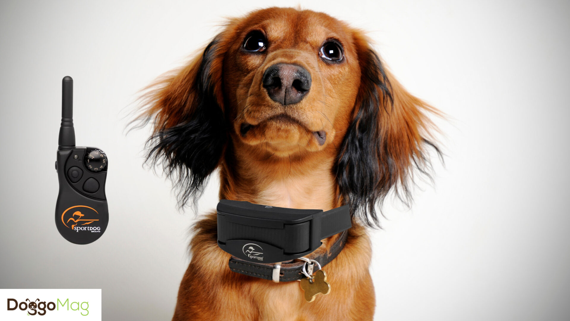 7 Best Bark Collars For Dachshunds in 2023 DoggoMag