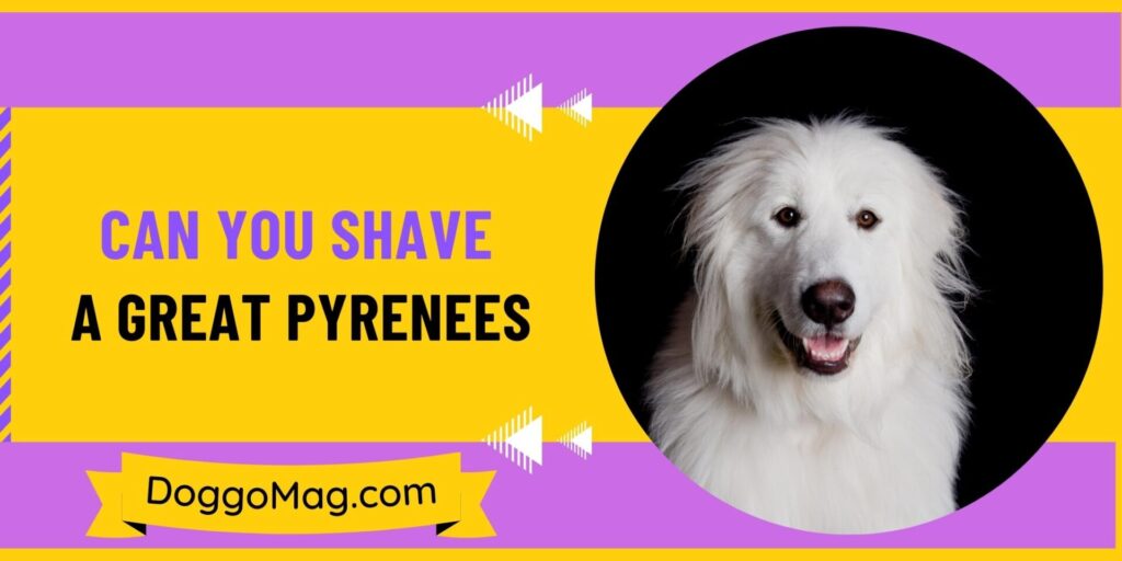 Amazing Can You Shave A Great Pyrenees Landscape Collection Amazing Can You Shave A Great Pyrenees Landscape Collection
