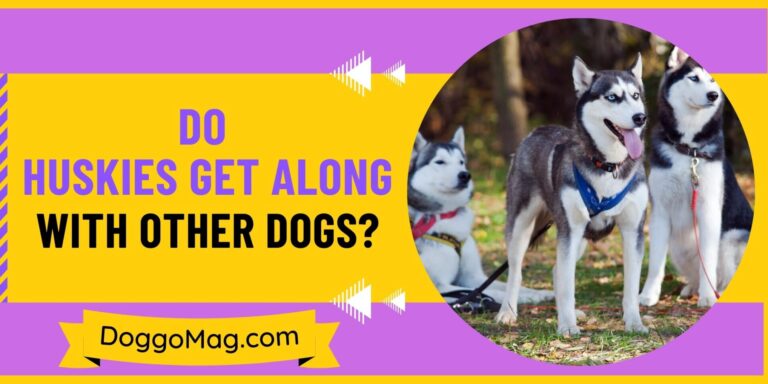 Do Huskies Get Along With Other Dogs? Top 11 Compatible Dogs