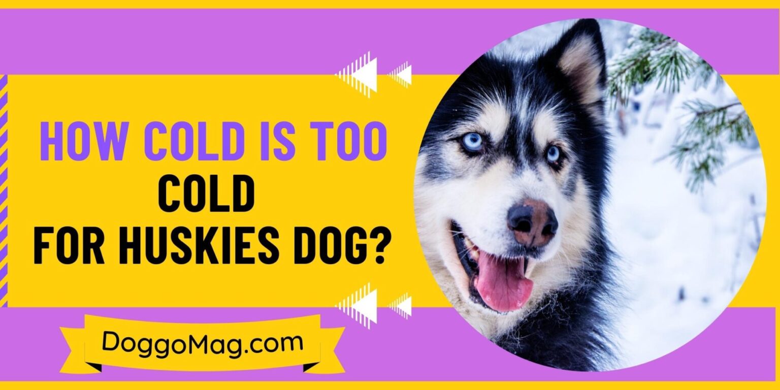 dog-grooming-guide-and-tips-7-step-formula-doggomag