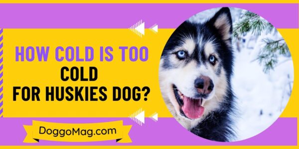 How Cold Is Too Cold For Huskies? Inavoidable Advice - DoggoMag
