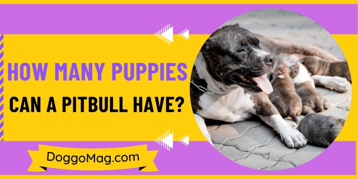 How Many Puppies Can A Pitbull Have? 7 Deciding Factors DoggoMag