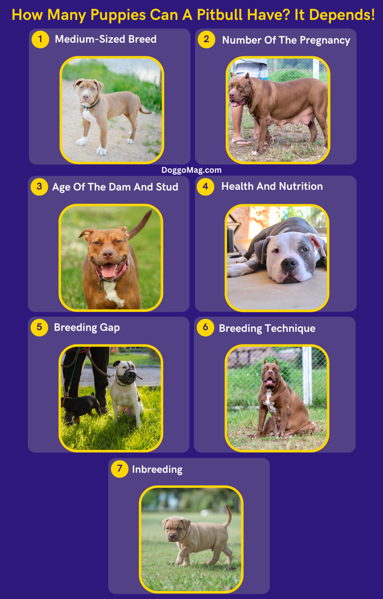 How Many Puppies Can A Pitbull Have? 7 Deciding Factors DoggoMag