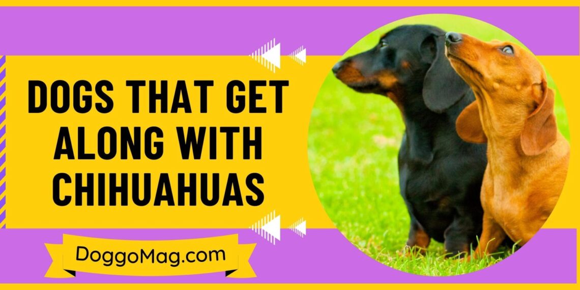 dog-exercise-a-comprehensive-guide-and-expert-tips-doggomag