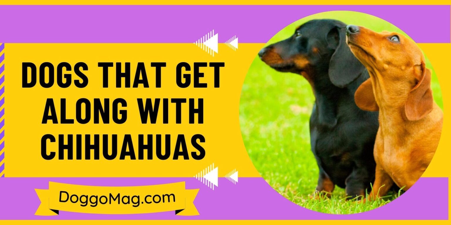 Dogs That Get Along With Chihuahuas – 12 Compatible Picks - DoggoMag