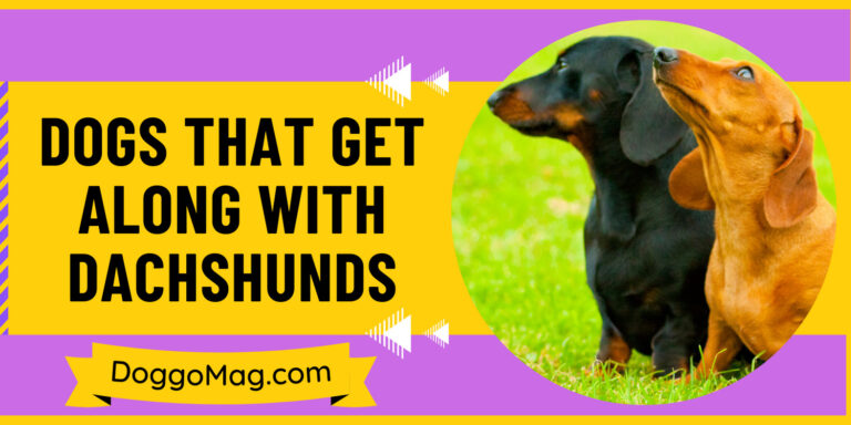 Dogs That Get Along With Dachshunds- 17 Breeds