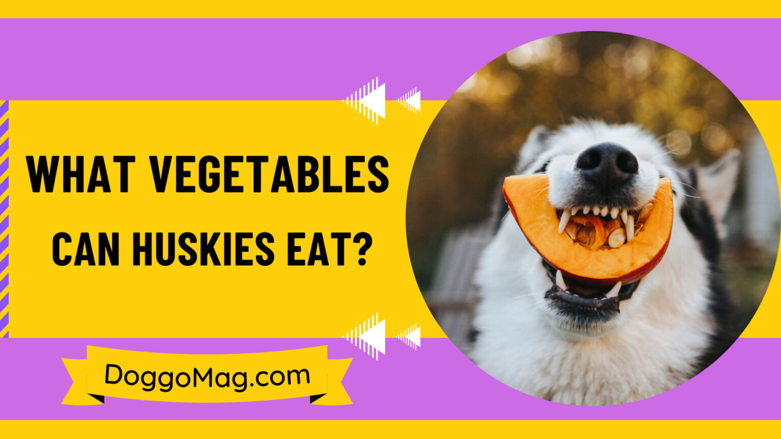 What Vegetables Can Huskies Eat? [23 Can Eat and 7 Cannot] DoggoMag