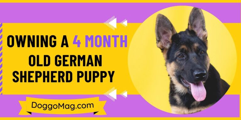 Owning A 4 Month Old German Shepherd Puppy 101