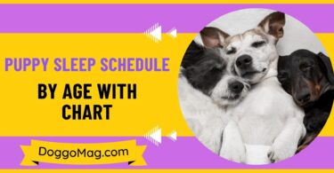 Puppy Sleep Schedule By Age with Chart