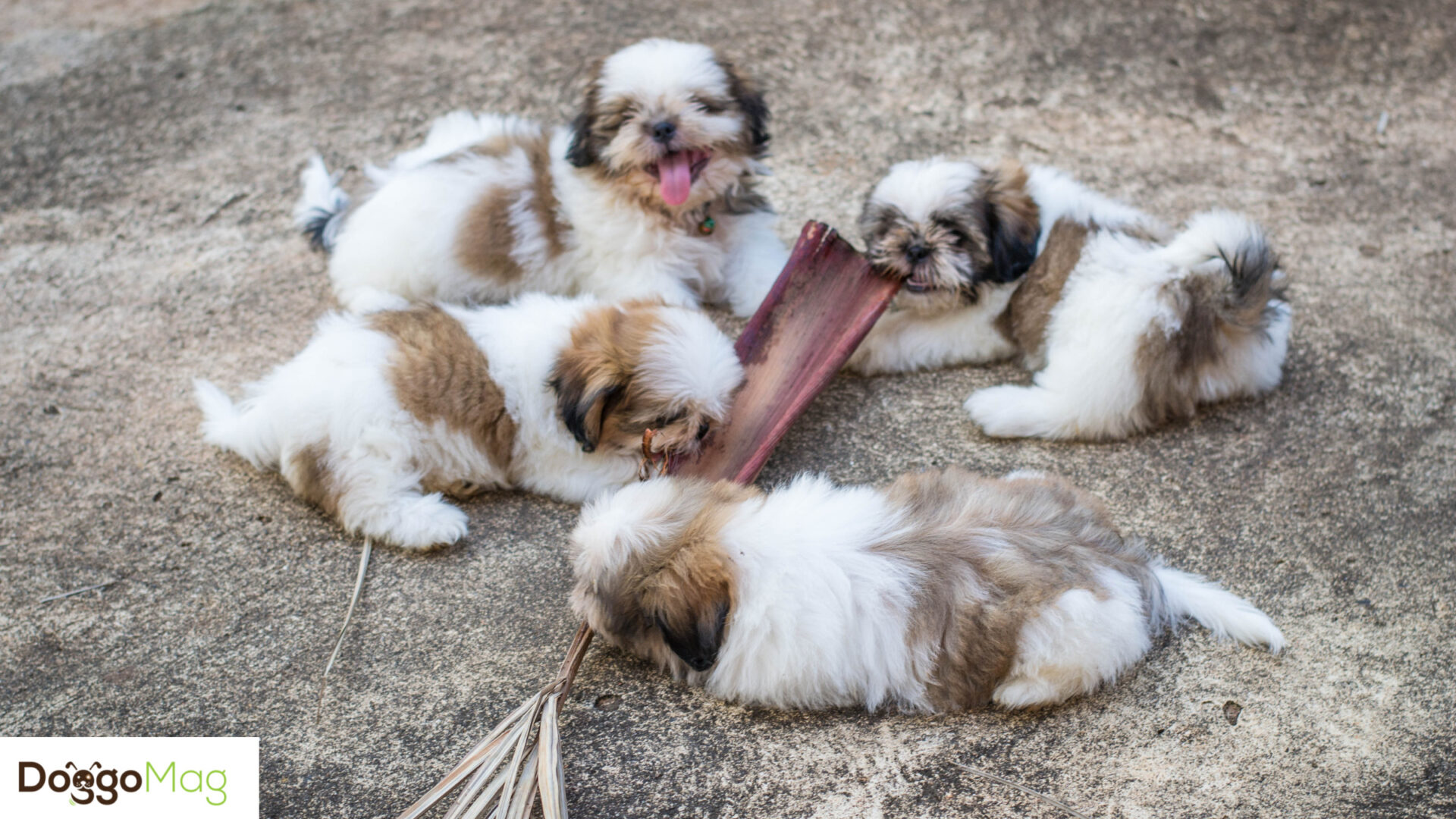 How Many Puppies Can A Shih Tzu Have? 6 Deciding Factors DoggoMag