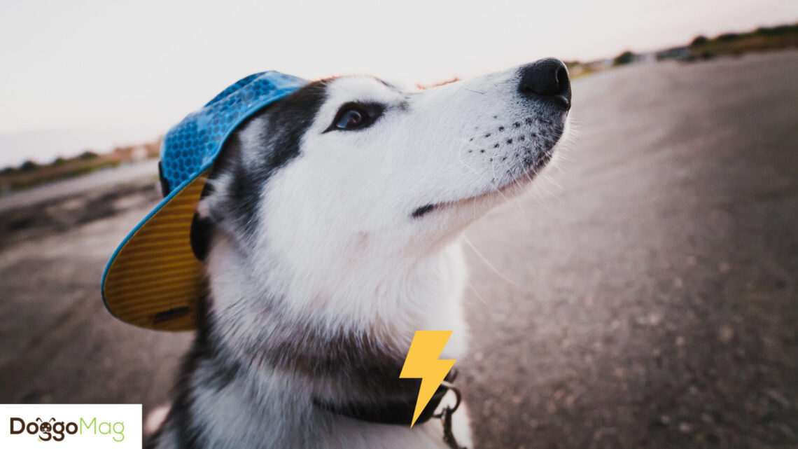 Good Shock Collars For Huskies at Fred Becerra blog