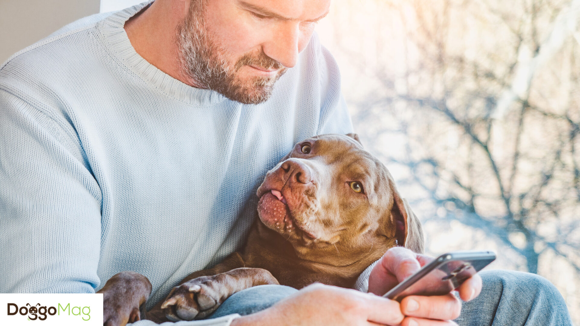 Why Are Pitbulls So Clingy? 6 Reasons And 4 Remedies DoggoMag