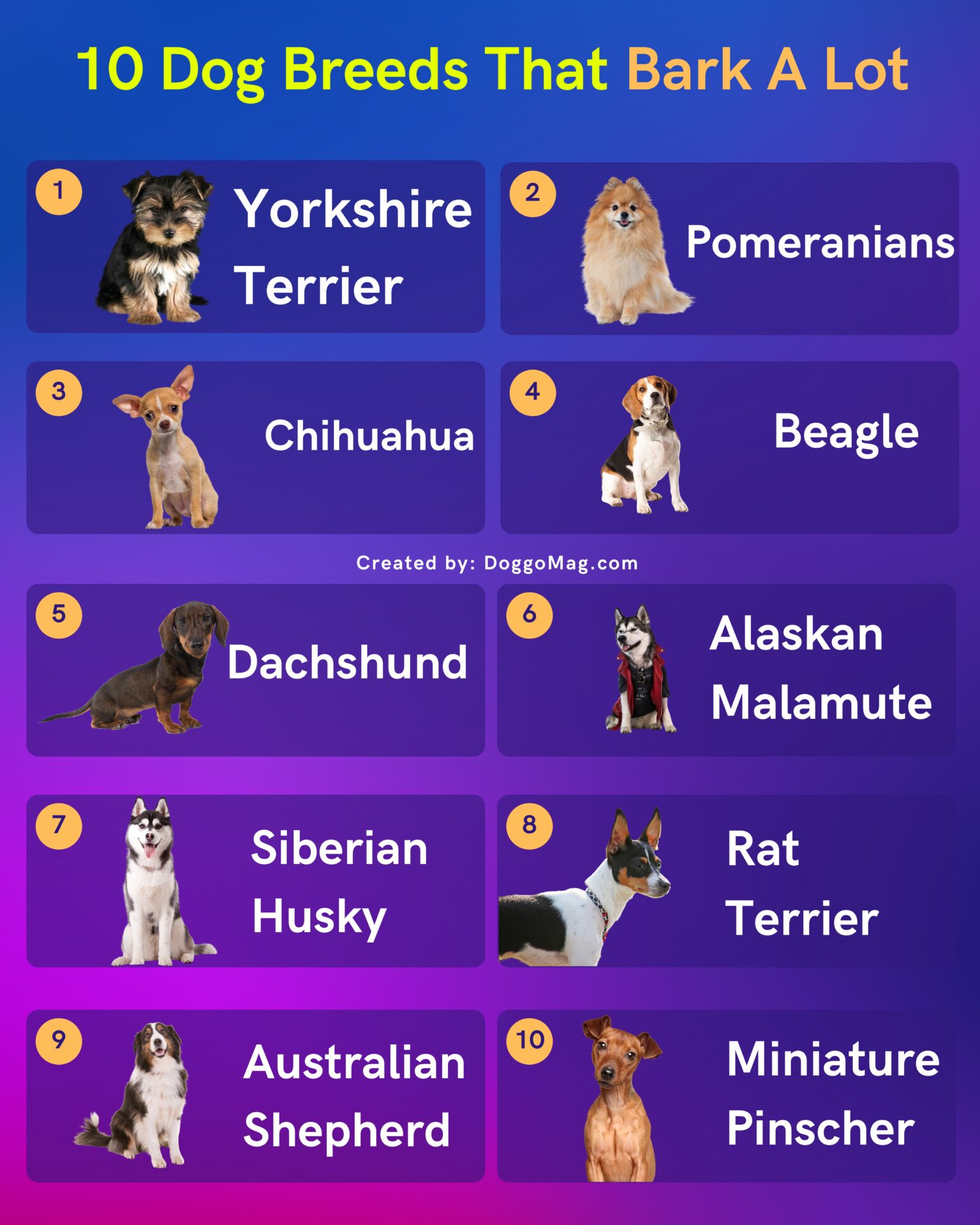 10 Dog Breeds That Bark A Lot And 10 That Don’t DoggoMag