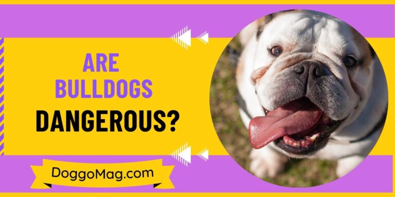 Are Bulldogs Dangerous? 8 Traits That Show Bulldogs Are Kind