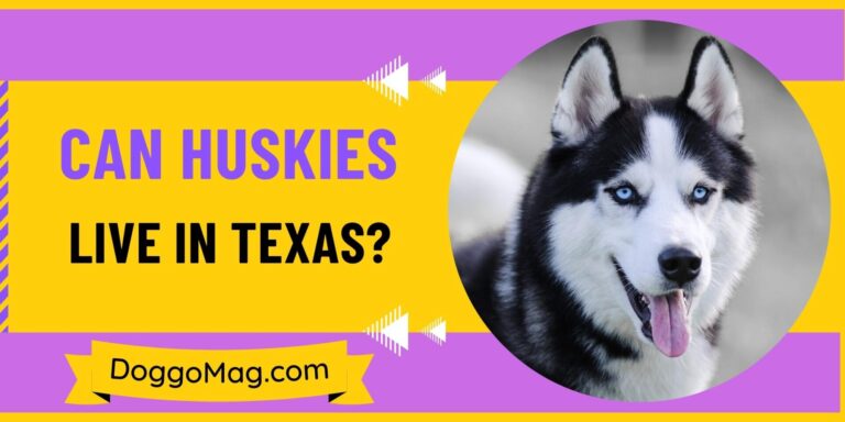 Can Huskies Live In Texas?