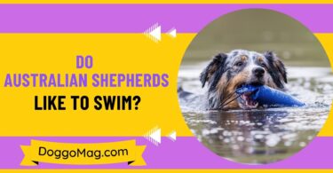 Do Australian Shepherds Like To Swim
