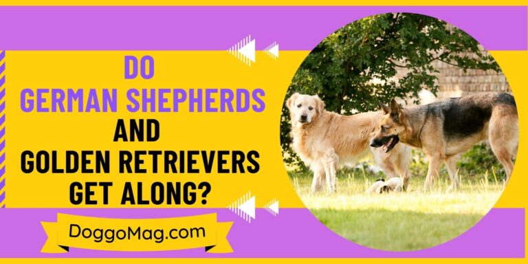 Do German Shepherds And Golden Retrievers Get Along? Facts