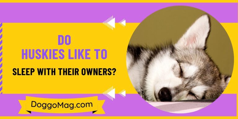 Do Huskies Like To Sleep With Their Owners? [3 Traits]