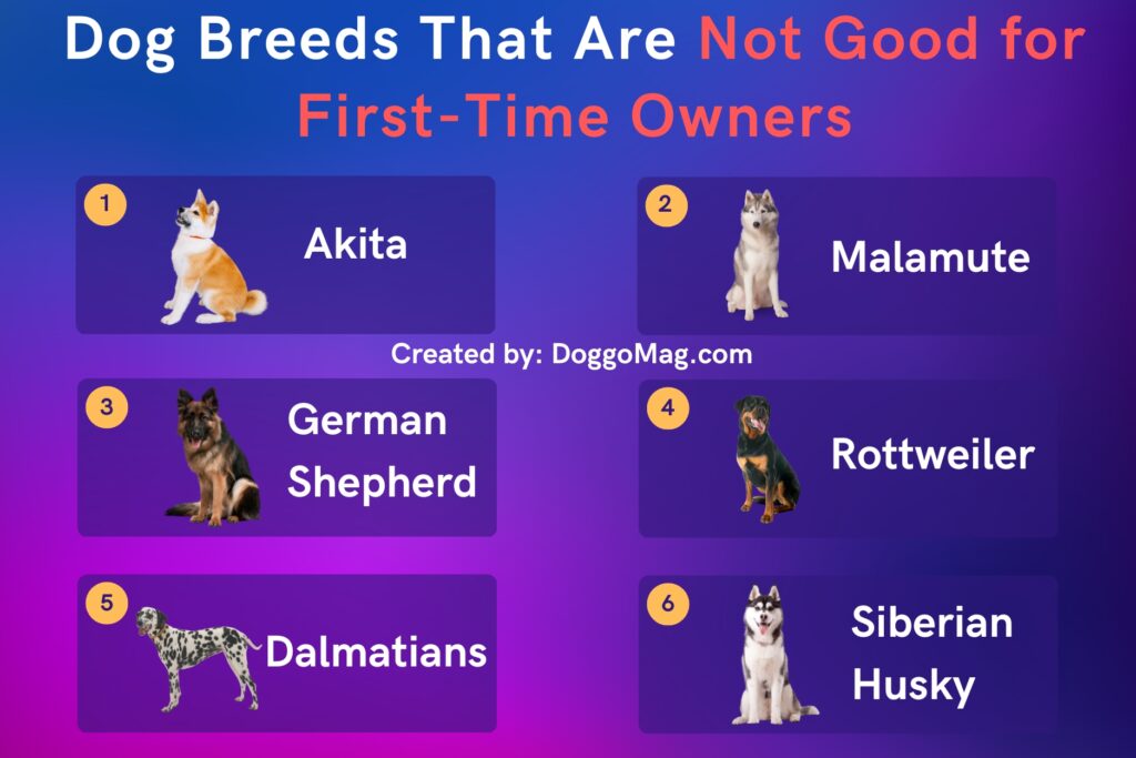 Dog Breeds That Are Not Good for First-Time Owners